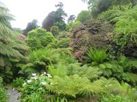 Trebah Garden 