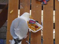 Brighton - gefrässige Möwe