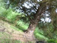 Grantown, Weg zum Speyfluss