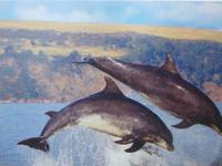 George Fort Delphin, Foto