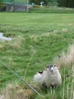 Highlands, beif Corgarff Castle