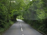 Viele Strassen sind grüne Tunnel