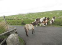 Dartmoore Ponys