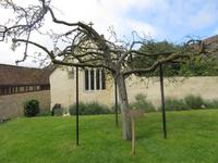 Der Weißdornbusch von Glastonbury