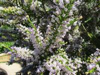 Hever Castle and Gardens