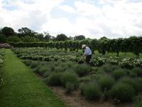 Penshurst Place and Gardens