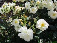 Penshurst Place and Gardens