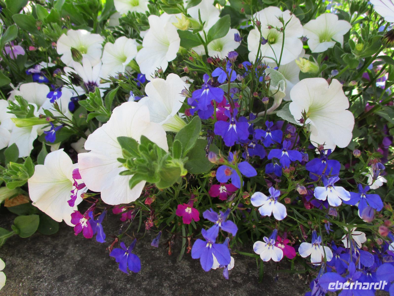 Penshurst Place and Gardens