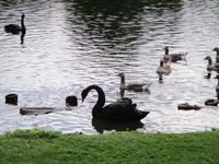 Leeds Castle and Gardens