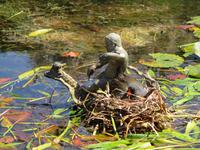 Leeds Castle and Gardens