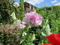 Leeds Castle and Gardens