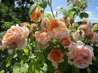 Leeds Castle and Gardens