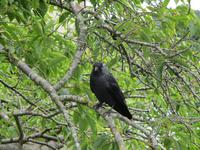 Leeds Castle and Gardens