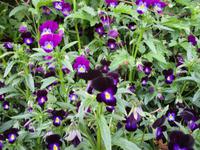 Sissinghurst Castle and Gardens