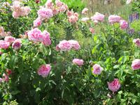 Sissinghurst Castle and Gardens