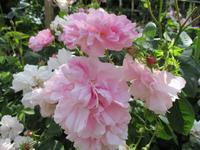 Sissinghurst Castle and Gardens