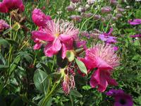 Sissinghurst Castle and Gardens