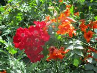 Sissinghurst Castle and Gardens