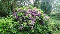 Viele Rhododendren auch im Glenveagh Nationalpark