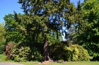 054 Heather Castle and Garden