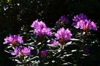 055 Heather Castle and Garden