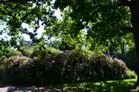 056 Heather Castle and Garden