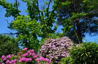063 Heather Castle and Garden