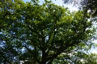 068 Heather Castle and Garden