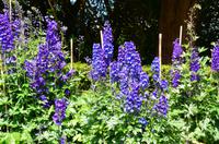 073 Heather Castle and Garden