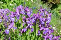 074 Heather Castle and Garden
