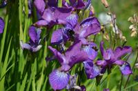 075 Heather Castle and Garden