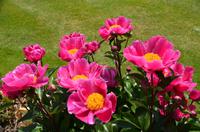 088 Heather Castle and Garden