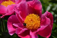 089 Heather Castle and Garden