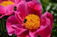 090 Heather Castle and Garden