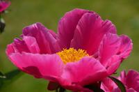 091 Heather Castle and Garden