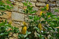 104 Heather Castle and Garden