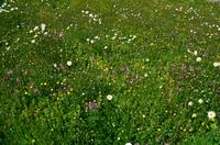 117 Sissinghurst Place and Garden