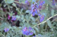 122 Sissinghurst Place and Garden