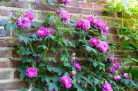 126 Sissinghurst Place and Garden