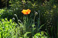 138 Sissinghurst Place and Garden