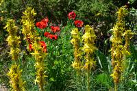 141 Sissinghurst Place and Garden