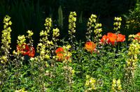 142 Sissinghurst Place and Garden