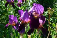 150 Sissinghurst Place and Garden