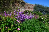 153 Sissinghurst Place and Garden