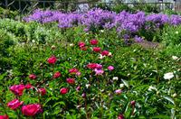 155 Sissinghurst Place and Garden