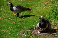 164 Leeds Castle and Garden, Wappentiere