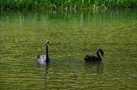 165 Leeds Castle and Garden