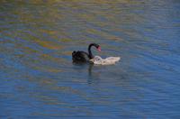 180 Leeds Castle and Garden