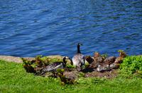 183 Leeds Castle and Garden