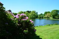 185 Leeds Castle and Garden